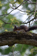 Eichhörnchen © Laís Milena Dias