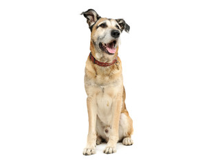 Studio shot of an adorable mixed breed dog sitting and looking satisfied