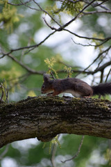 Eichhörnchen © Laís Milena Dias