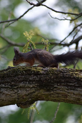 Eichhörnchen