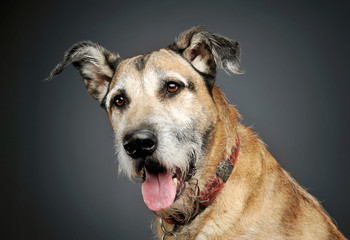Portrait of an adorable mixed breed dog looking curiously at the camera