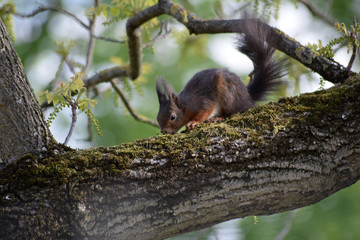Eichhörnchen © Laís Milena Dias