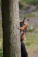 Eichhörnchen