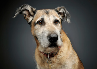 Portrait of an adorable mixed breed dog looking seriously