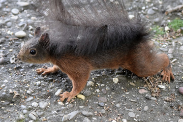 Eichhörnchen © Laís Milena Dias