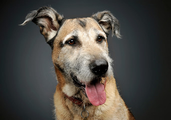 Portrait of an adorable mixed breed dog looking satisfied