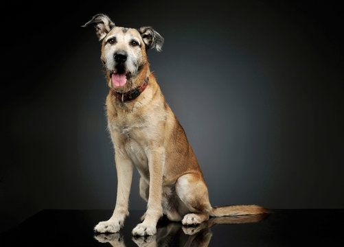 Studio shot of an adorable mixed breed dog sitting and  looking satisfied