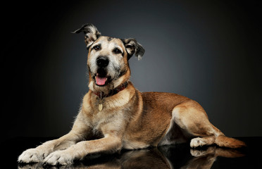 Studio shot of an adorable mixed breed dog lying and  looking curiously at the camera