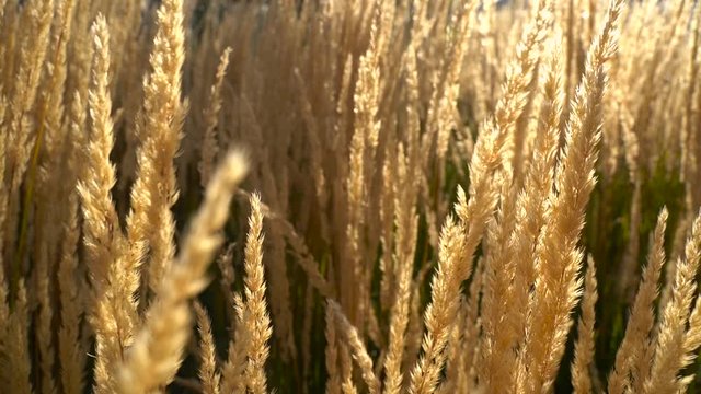 crops in field dancing thru wind, soft focus close up still shot