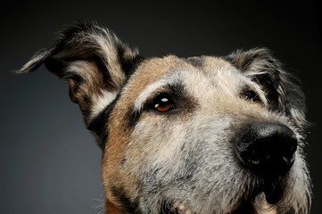 Portrait of an adorable mixed breed dog looking curiously