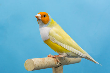 Gouldian Finch