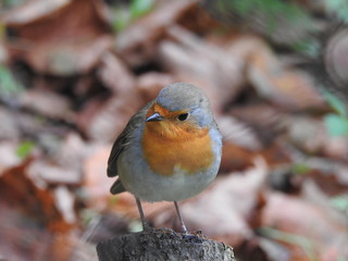 Robin redbreast perched on tree trunk with cute look in autumn