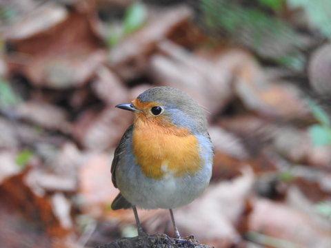 Robin redbreast perched on tree trunk with cute look in autumn