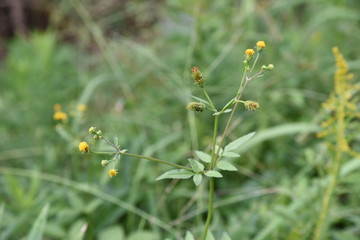 Hairy beggar ticks flowers / Hairy beggar ticks are weeds on the roadside, with yellow head flowers in the fall. Achene adheres to animal hair and human clothing.