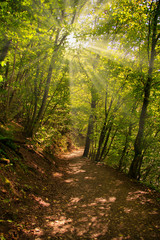 forest path with sunbeams shining through the trees
