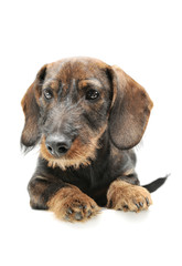 Studio shot of an adorable wired haired Dachshund lying and looking shy
