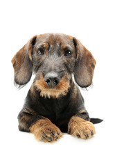 Studio shot of an adorable wired haired Dachshund lying and looking curiously at the camera