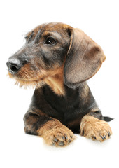 Studio shot of an adorable wired haired Dachshund lying and looking curiously