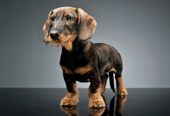 Studio shot of an adorable wired haired Dachshund standing and looking curiously