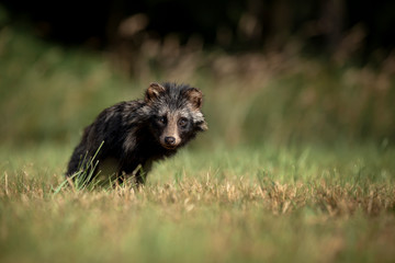 A cute little raccoon dog sits in a meadow and looks straight into the camera.