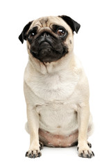 Studio shot of an adorable Pug (or Mops) sitting and looking curiously at the camera