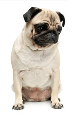 Studio shot of an adorable Pug (or Mops) sitting and looking down sadly