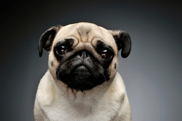 Portrait of an adorable Pug (or Mops) looking curiously at the camera