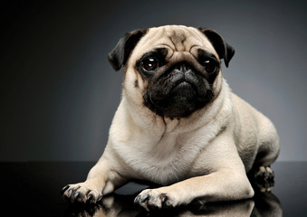 Obraz premium Studio shot of an adorable Pug (or Mops) lying and looking curiously at the camera