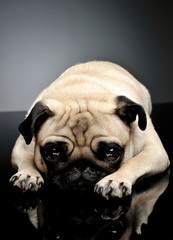 Studio shot of an adorable Pug (or Mops) lying and looking sadly at the camera