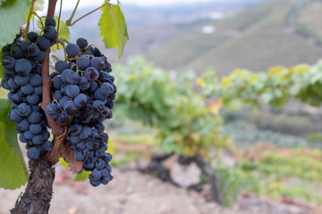 Fototapeta premium A close up of a bunch of red grapes on the vine with the rest of the vineyard out of focus in the background