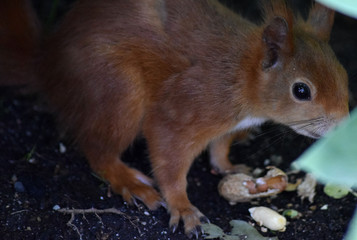 Eichhörnchen © Laís Milena Dias