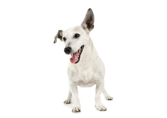 Studio shot of an adorable Jack Russell Terrier standing and looking happy