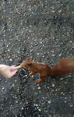 Eichhörnchen © Laís Milena Dias