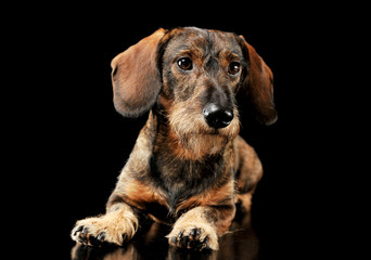 Studio shot of an adorable wired haired Dachshund lying and looking curiously