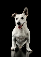 Studio shot of an adorable Jack Russell Terrier sitting and looking happy