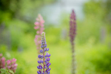 Lupinus, lupin, lupine field with pink purple and blue flowers. Bunch of lupines summer flower background.Lupinus field with pink purple and blue flowers. A field of lupines. Flowers in meadow.