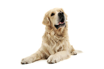 Studio shot of an adorable Golden retriever lying and looking up curiously