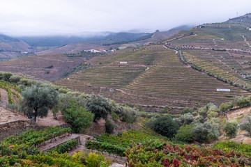 The amazing Duoro Valley with the terraced walls of the valley fillled to the brim with vineyards, Warre's vineyard in the background