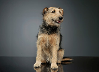 Studio shot of an adorable mixed breed dog sitting and looking curiously