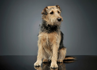 Studio shot of an adorable mixed breed dog sitting and looking curiously