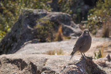 pajaro