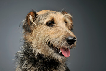 Portrait of an adorable mixed breed dog looking curiously
