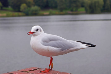 Möwe auf Mauer