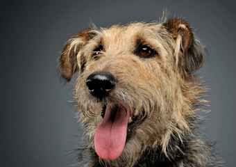 Portrait of an adorable mixed breed dog looking curiously