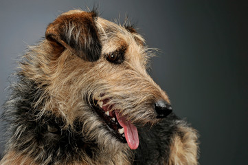 Portrait of an adorable mixed breed dog looking down curiously