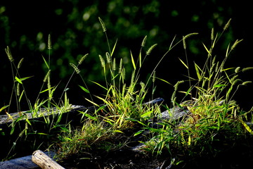 grass in the forest