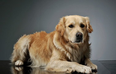 Studio shot of an adorable Golden retriever lying and looking curiously at the camera