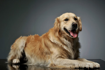 Studio shot of an adorable Golden retriever lying and looking curiously at the camera