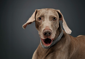 Portrait of an adorable Weimaraner dog looking curiously at the camera