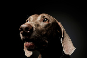 Portrait of an adorable Weimaraner dog looking up curiously